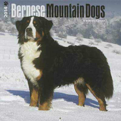 Bernese Mountain Dogs 2014 Wall Calendar - Agenda Bookshop