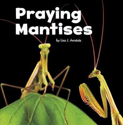 Praying Mantises - Agenda Bookshop