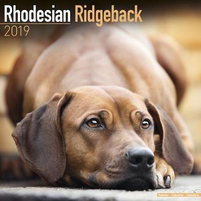 Rhodesian Ridgeback Calendar 2019 - Agenda Bookshop