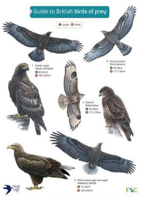 Guide to British Birds of Prey - Agenda Bookshop